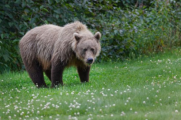 Jones, Adam 아티스트의 Grizzly bear-Lake Clark National Park and Preserve-Alaska작품입니다.
